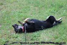 GRACE, Hund, Mischlingshund in Polen - Bild 6