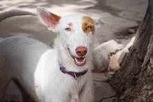 FLACA, Hund, Podenco in Spanien - Bild 11