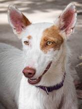 FLACA, Hund, Podenco in Spanien - Bild 12