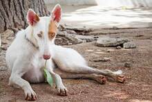 FLACA, Hund, Podenco in Spanien - Bild 13