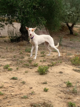 FLACA, Hund, Podenco in Spanien - Bild 6