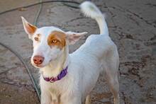 FLACA, Hund, Podenco in Spanien - Bild 7