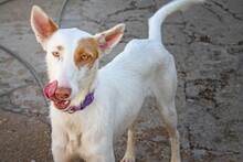 FLACA, Hund, Podenco in Spanien - Bild 9