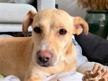 IRMA, Hund, Mischlingshund in Italien