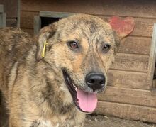NENA, Hund, Mischlingshund in Rumänien