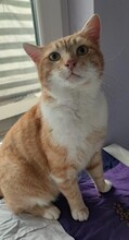 SCOTTI, Katze, Hauskatze in Rumänien