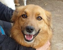 BLUNA, Hund, Mischlingshund in Rumänien