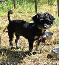 LUMPINCHEN, Hund, Mischlingshund in Rumänien