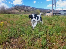 BACCO, Hund, Mischlingshund in Griechenland