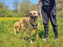 NIKON, Hund, Mischlingshund in Griechenland