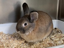 SAM, Hasenartige, Kaninchen in Hamburg