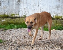 NICOLASR, Hund, Mischlingshund in Sachsen - Bild 11