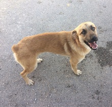 NICOLASR, Hund, Mischlingshund in Sachsen - Bild 12