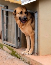 NICOLASR, Hund, Mischlingshund in Sachsen - Bild 2