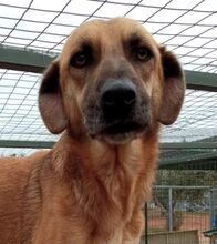 NICOLASR, Hund, Mischlingshund in Sachsen - Bild 9