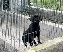 MARGOT, Hund, Cane Corso in Italien - Bild 2