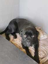 MARGOT, Hund, Cane Corso in Italien - Bild 3