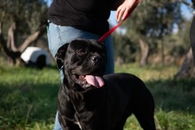 MARGOT, Hund, Cane Corso in Italien - Bild 4