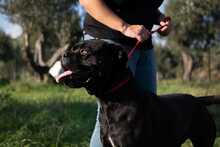 MARGOT, Hund, Cane Corso in Italien - Bild 5