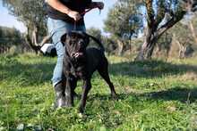 MARGOT, Hund, Cane Corso in Italien - Bild 6