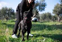 MARGOT, Hund, Cane Corso in Italien - Bild 7