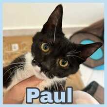 PAUL, Katze, Europäisch Kurzhaar in Kroatien