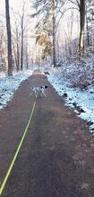 BISCUIT, Hund, Mischlingshund in München - Bild 11