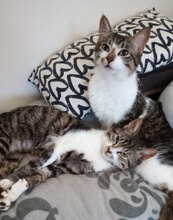 TEO, Katze, Hauskatze in Bulgarien