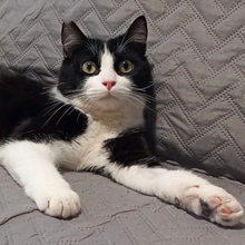 TOKIMEKI, Katze, Europäisch Kurzhaar in Spanien
