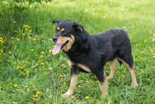 SENTA, Hund, Mischlingshund in Kroatien