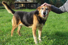 SCHORSCH, Hund, Mischlingshund in Kroatien