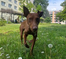 MOCCO, Hund, Podenco in Potsdam