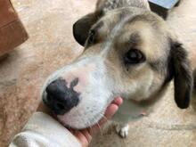GIOTTO, Hund, Mischlingshund in Rumänien