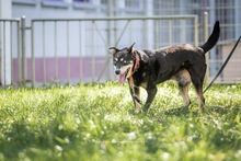 RICO, Hund, Mischlingshund in Duisburg