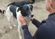 ANGEL, Hund, Mischlingshund in Rumänien - Bild 2