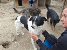 ANGEL, Hund, Mischlingshund in Rumänien - Bild 3