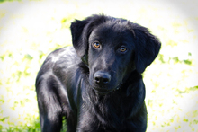 POLDI, Hund, Mischlingshund in Kroatien