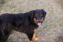 ROCKO, Hund, Mischlingshund in Kroatien