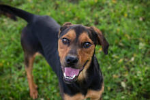 RICO, Hund, Mischlingshund in Kroatien