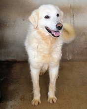 ADELFRIED, Hund, Maremmano-Mix in Italien