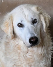 AXTON, Hund, Maremmano-Mix in Italien