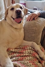 LUNA, Hund, Labrador Retriever in Spanien