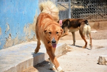 RAIDER, Hund, Mischlingshund in Spanien