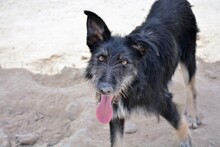 FABIO, Hund, Mischlingshund in Spanien