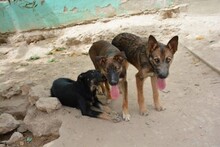FLAKI, Hund, Mischlingshund in Spanien