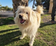 LUKAS, Hund, Mischlingshund in Spanien