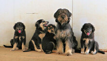 FATIMA, Hund, Mischlingshund in Italien - Bild 29
