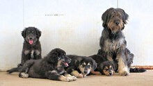 FARI, Hund, Mischlingshund in Italien - Bild 25