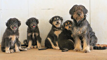 FARI, Hund, Mischlingshund in Italien - Bild 26