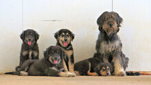 FIDEL, Hund, Mischlingshund in Italien - Bild 26